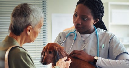 6 Tips for Navigating End-of-Life Conversations with Your Vet